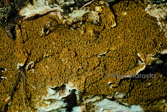 Serpula himantioides (mérule sauvage, mérule des bois)