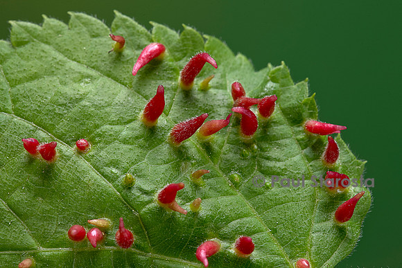 Eriophyes tiliae (phytopte du tilleul) - galles cornues sur une feuille de tilleul
