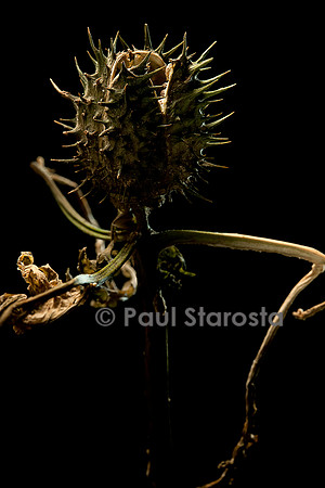 Datura stramonium (stramoine, herbe à taupe) - fruit