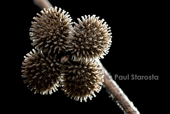 Cynoglossum creticum (cynoglosse)