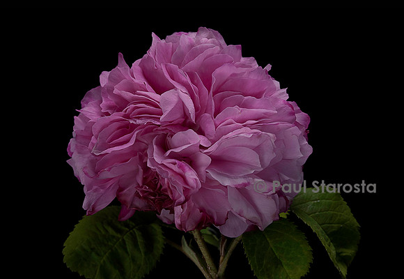 Rosa X damascena ‘Pink Leda’
