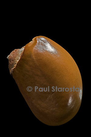 Mimusops balata (grand natte, balata)