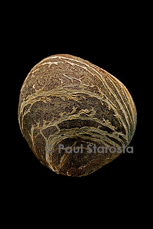 Pachira oleagina (noisetier de Cayenne)