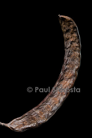 Ceratonia siliqua (caroubier, carouge) - fruit