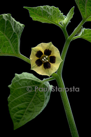 Physalis peruviana (coqueret du Pérou) - fleur