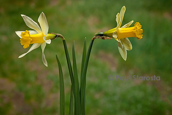 Narcissus pseudonarcissus (narcisse jaune)