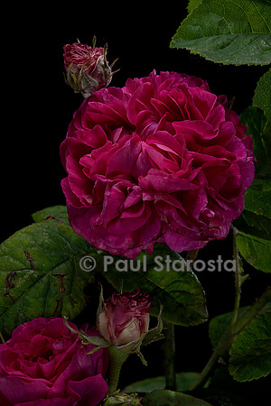 Rosa gallica ‘D'Aguesseau’