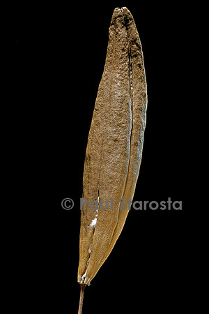 Ceiba pentandra (kapokier, fromager) - fruit