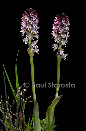 Neotinea ustulata (orchis brûlé, orchis mignon)