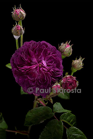 Rosa gallica ‘Hippolyte’