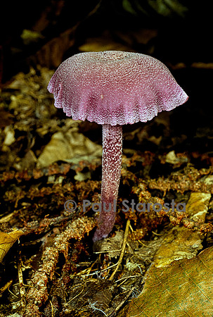 Laccaria amethystina (laccaire améthyste, laqué amethyste, mousseron violet)