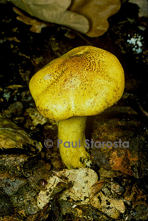 Tricholoma equestre (tricholome équestre, chevalier, tricholome chevalier, tricholome des chevaliers, canari, jaunet)