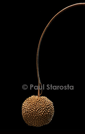 Platanus X acerifolia (platane commun) - fruit