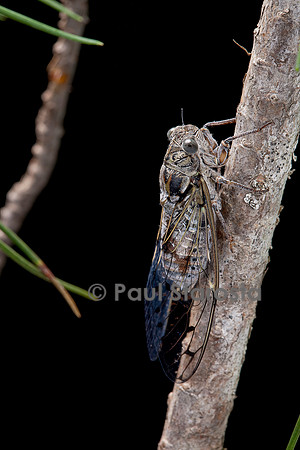 Cicada orni (cigale grise, cigale de l’orne)