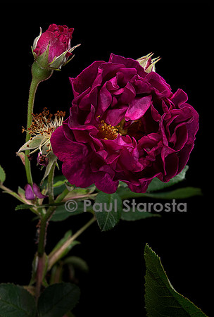 Rosa gallica ‘Tuscany’