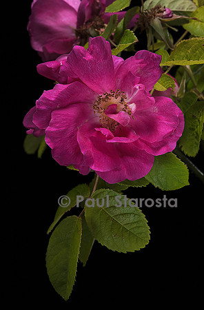 Rosa gallica ‘Officinalis’