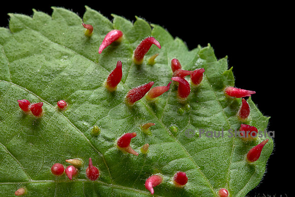 Eriophyes tiliae (phytopte du tilleul) - galles cornues sur une feuille de tilleul
