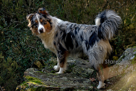 Canis lupus familiaris (chien Berger australien) - bleu merle