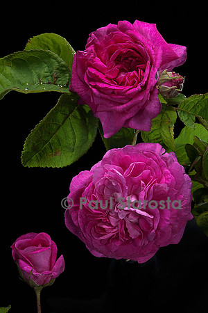 Rosa gallica ‘Surpasse Tout’