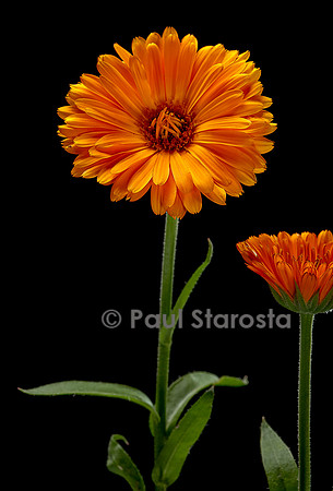 Calendula officinalis (souci, souci officinal, souci des jardins)