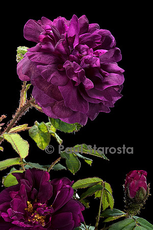 Rosa X centifolia muscosa ‘Nuits de Young’