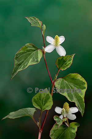 Houttuynia cordata 'Chameleon' (poivre de Chine, herbe à poivre)