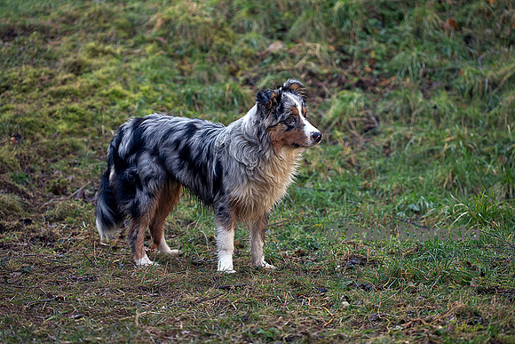 Canis lupus familiaris (chien Berger australien) - bleu merle, mouillé
