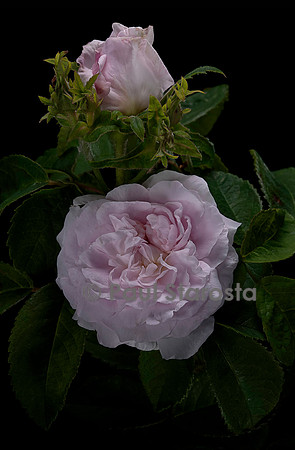 Rosa gallica ‘Antonine d'Ormois’