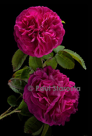 Rosa gallica ‘Ville de Londres’