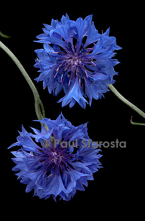 Centaurea cyanus (bleuet)