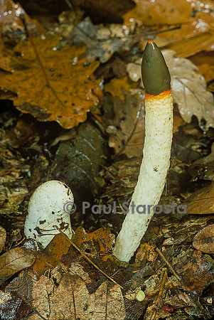 Mutinus caninus (phallus de chien, satyre du chien)