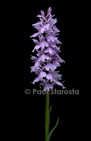 Dactylorhiza maculata (orchis tacheté)
