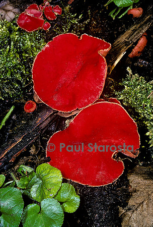 Sarcoscypha coccinea (pézize écarlate)