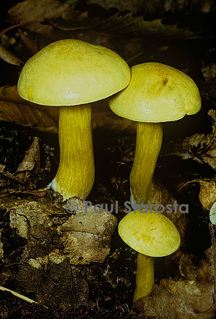 Tricholoma sulphureum (tricholome soufré)