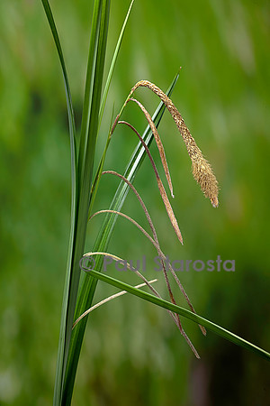 Carex pendula (laîche à épis pendants, laîche pendante, laîche élevée) - inflorescences