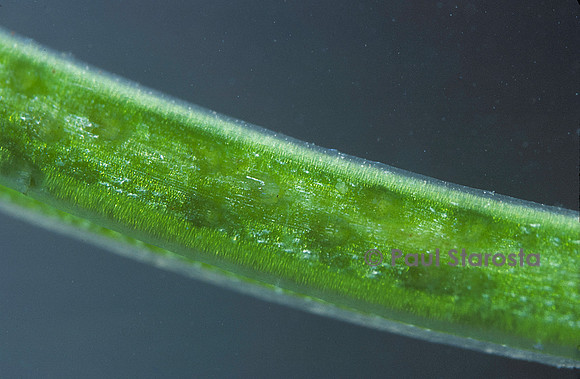 œufs d'agrion dans une plante aquatique
