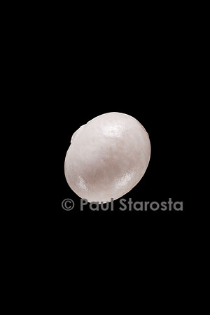 Phaseolus vulgaris (haricot) Perle blanche