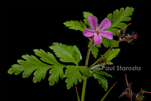 Geranium robertianum (herbe à Robert)