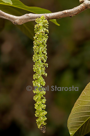 Juglans regia (noyer) - chaton ou fleurs mâles