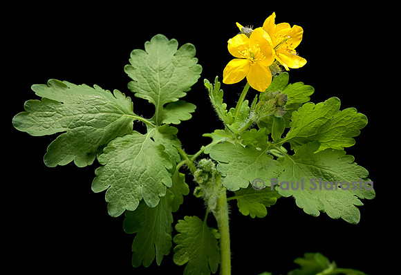 Chelidonium majus (chélidoine ou herbe aux verrues)