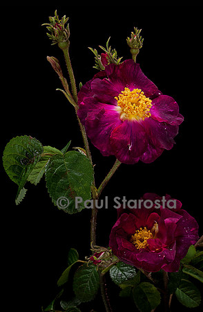 Rosa gallica ‘Violacea’