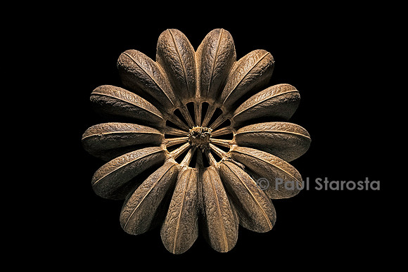 Hura crepitans (sablier) - fruit