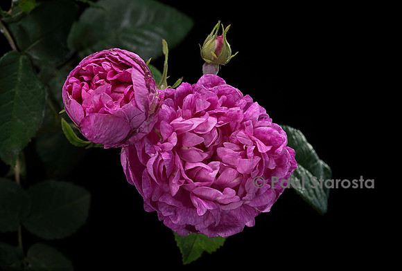 Rosa gallica ‘La Revenante’