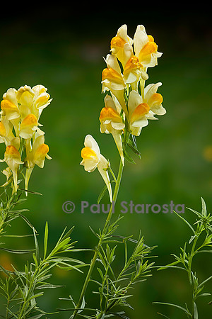 Linaria vulgaris (linaire commune)