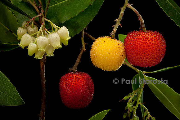 Arbutus unedo (arbousier)