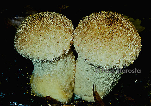 Lycoperdon excipuliformis (lycoperdon en forme de vase, calvatie en coupe)