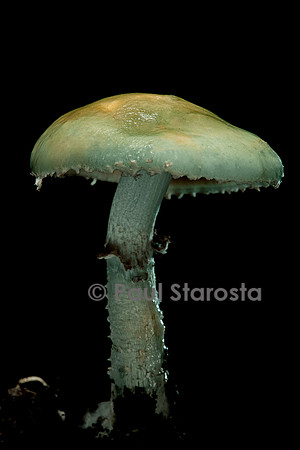 Stropharia aeruginosa (strophaire)