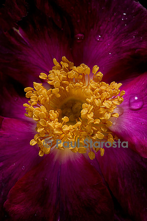 Rosa gallica ‘Violacea’