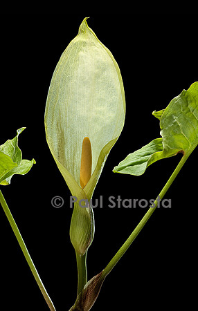 Arum italicum (arum d'Italie, gouet d'Italie)
