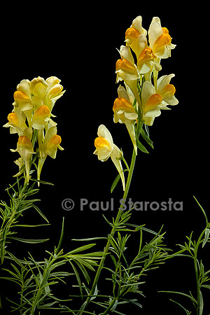 Linaria vulgaris (linaire commune)